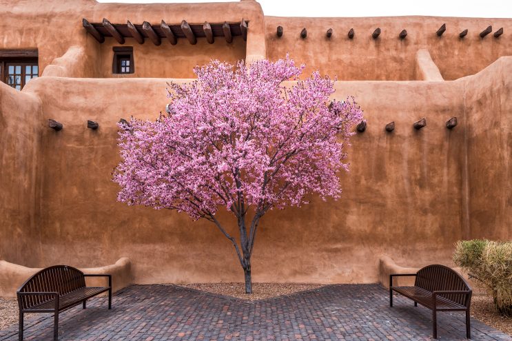 Flowering Tree Downtown Santa Fe