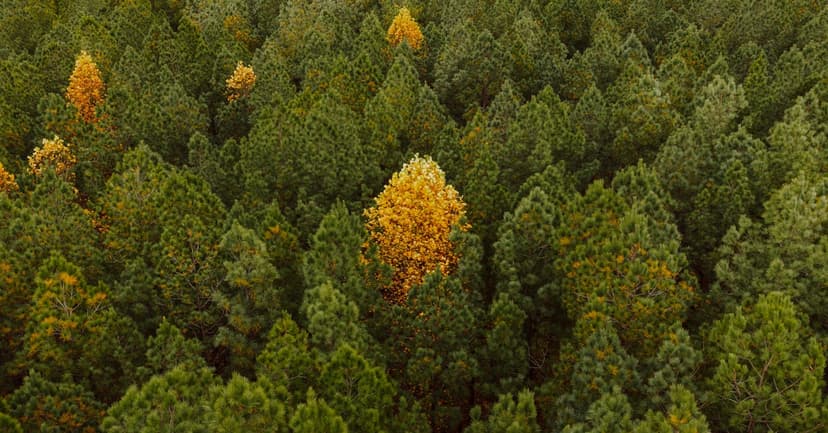 Your Complete Travel Guide to Columbia, Tennessee