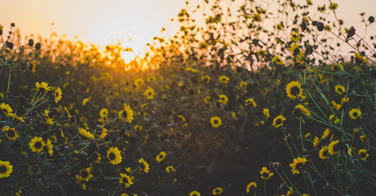 Top Things to Do in Angleton, Texas