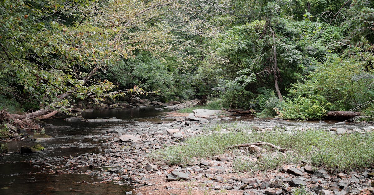 Your Complete Travel Guide to Banks, Alabama