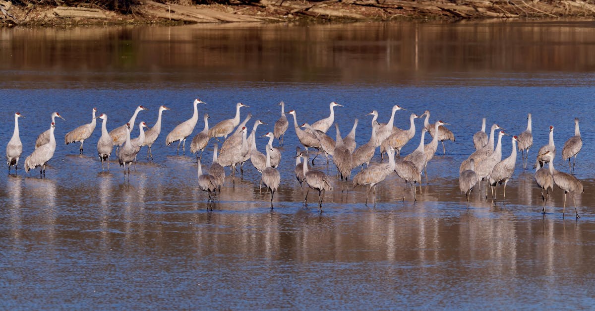 Your Complete Travel Guide to Blue Springs, Alabama
