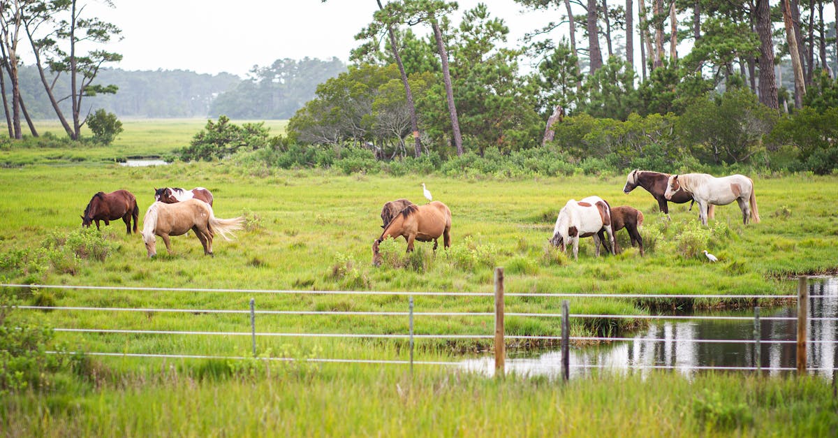 Your Complete Travel Guide to Chincoteague, Virginia