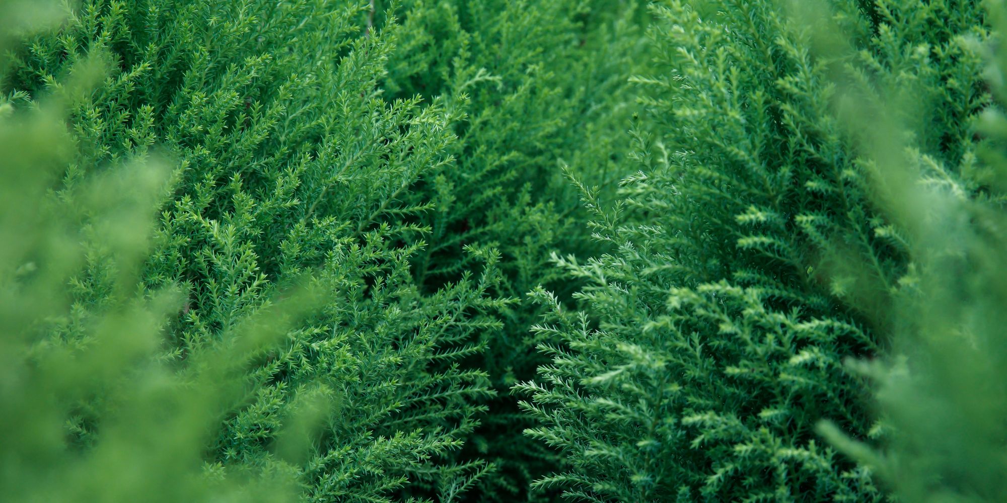 The Majestic Louisiana Cypress Tree: Nature’s Icon of the Bayou