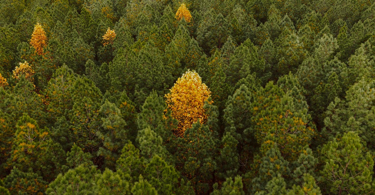 Your Complete Travel Guide to Elizabethton, Tennessee