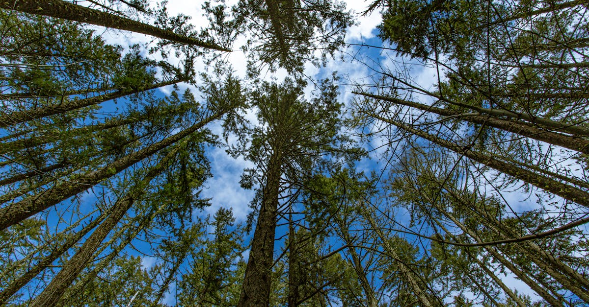 Your Complete Travel Guide to Eugene, Oregon