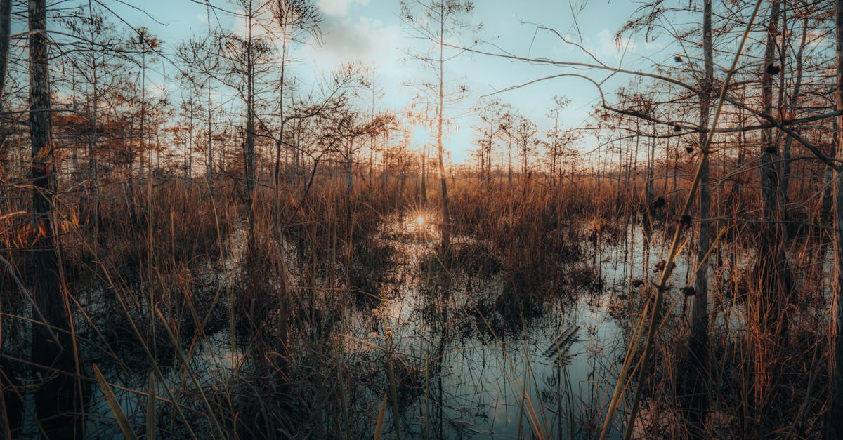 Your Complete Travel Guide to Everglades City, Florida