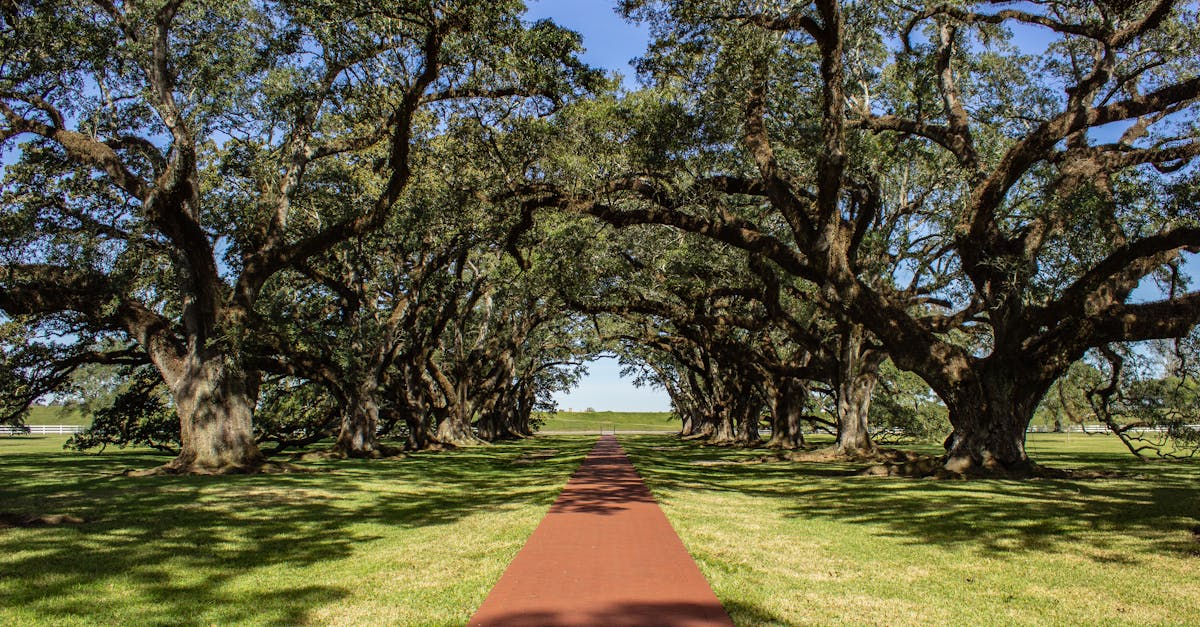 Your Complete Travel Guide to Evergreen, Louisiana
