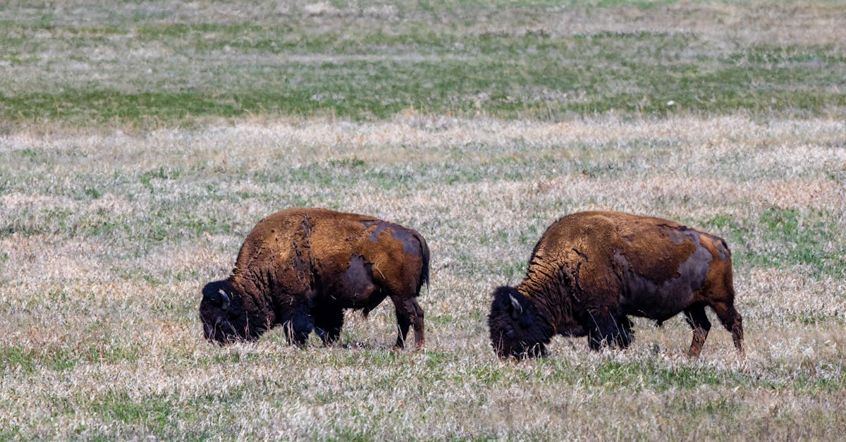 Your Complete Travel Guide to Fargo, North Dakota