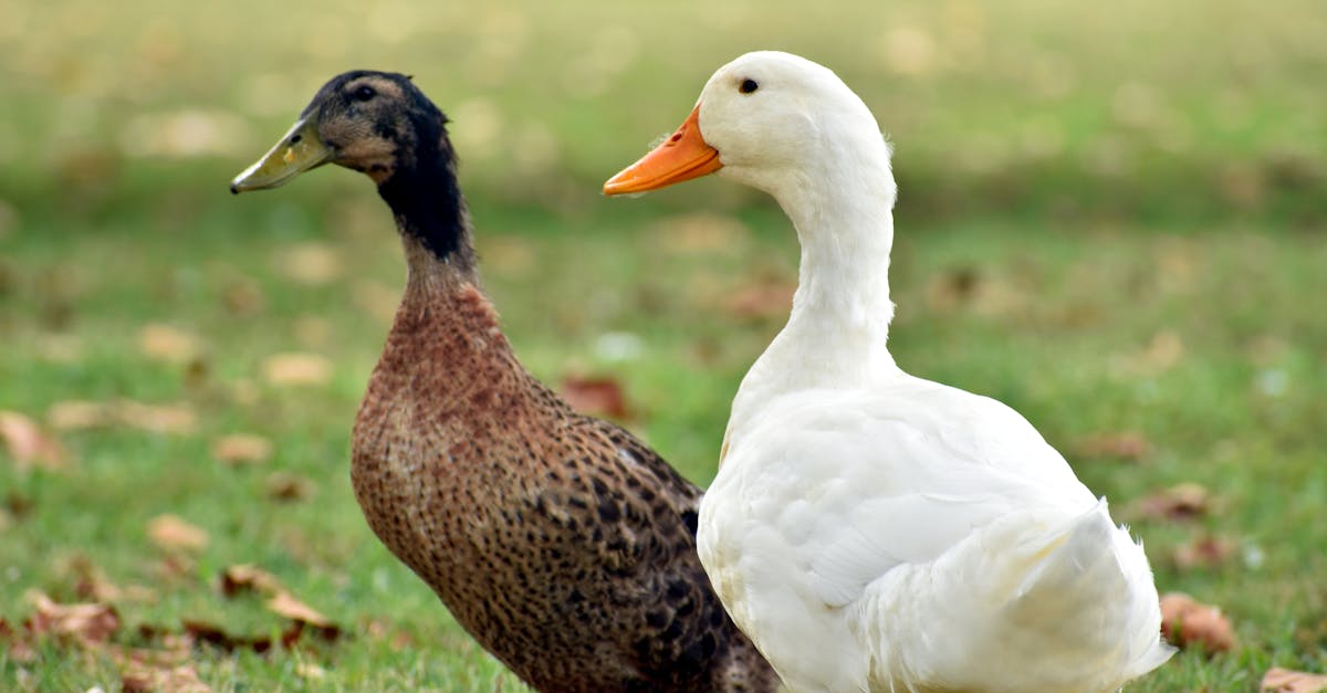 Your Complete Travel Guide to Farragut, Tennessee