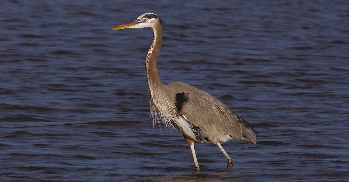 Your Complete Travel Guide to Glenwood, Alabama