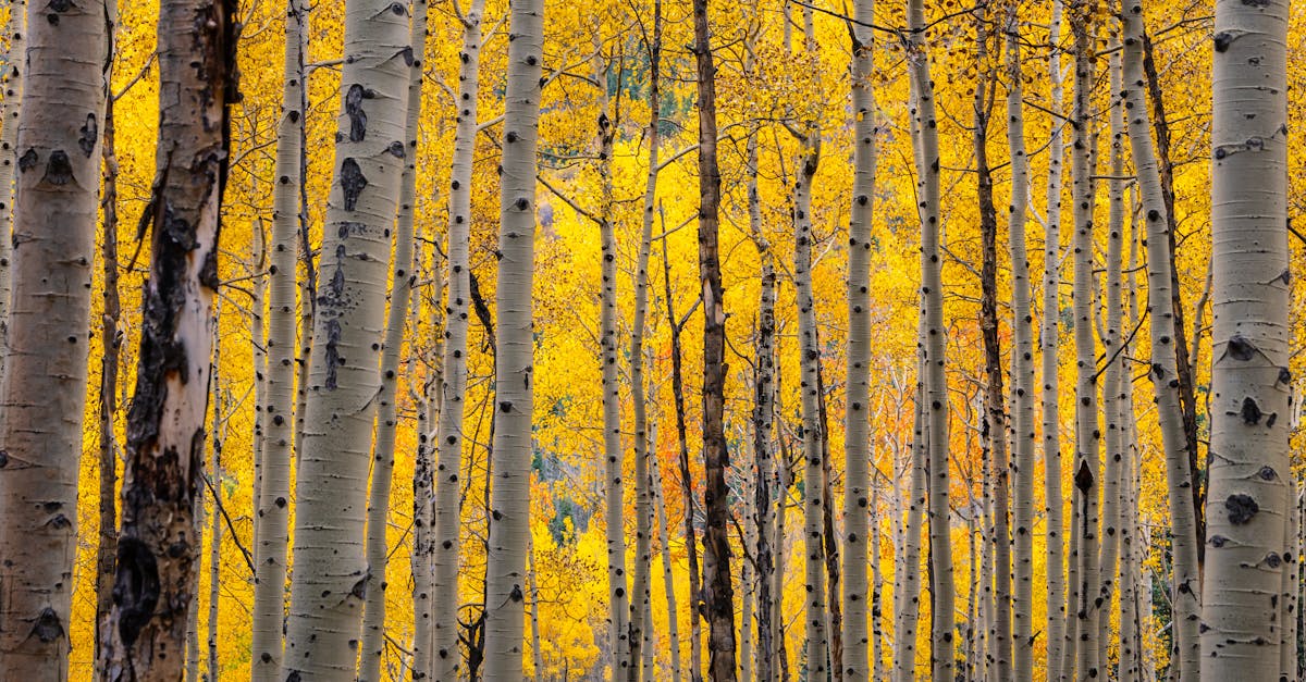 Your Complete Travel Guide to Golden, Colorado