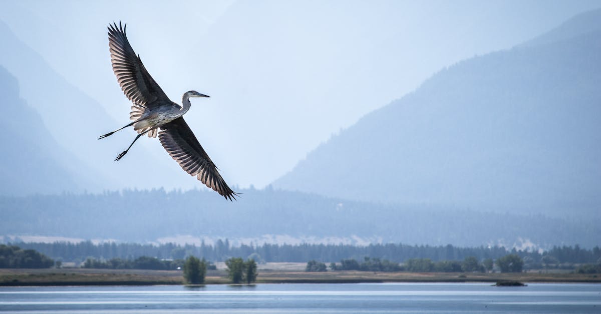Top Things to Do in Great Falls, Montana