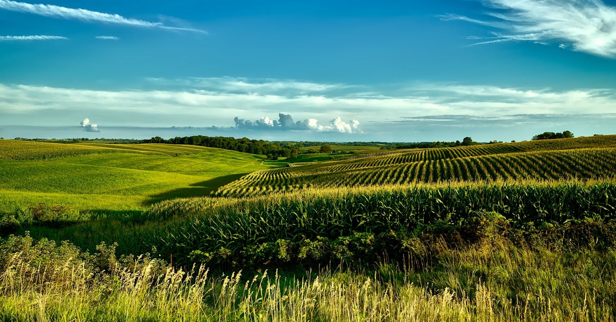 Your Complete Travel Guide to Iowa, Louisiana