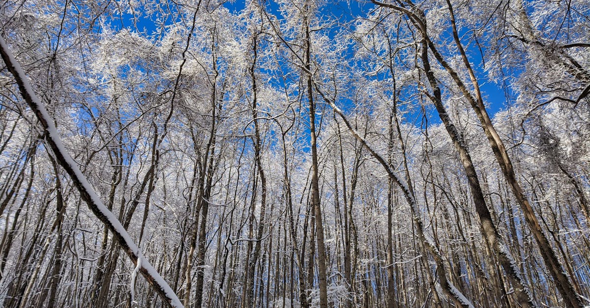 Your Complete Travel Guide to Kingsport, Tennessee