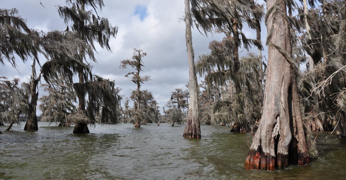 Your Complete Travel Guide to Lafayette, Louisiana