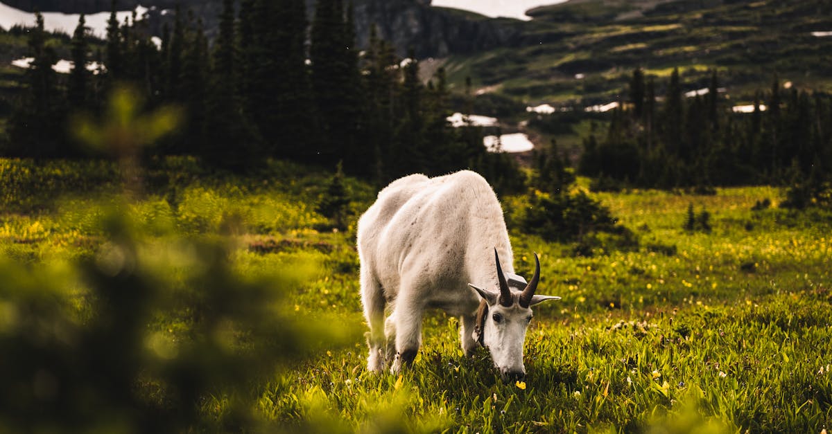 Memorial Day Weekend Getaway in Glacier National Park Trip Idea