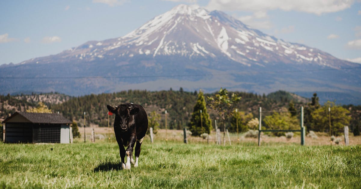 Your Complete Travel Guide to Mount Shasta, California