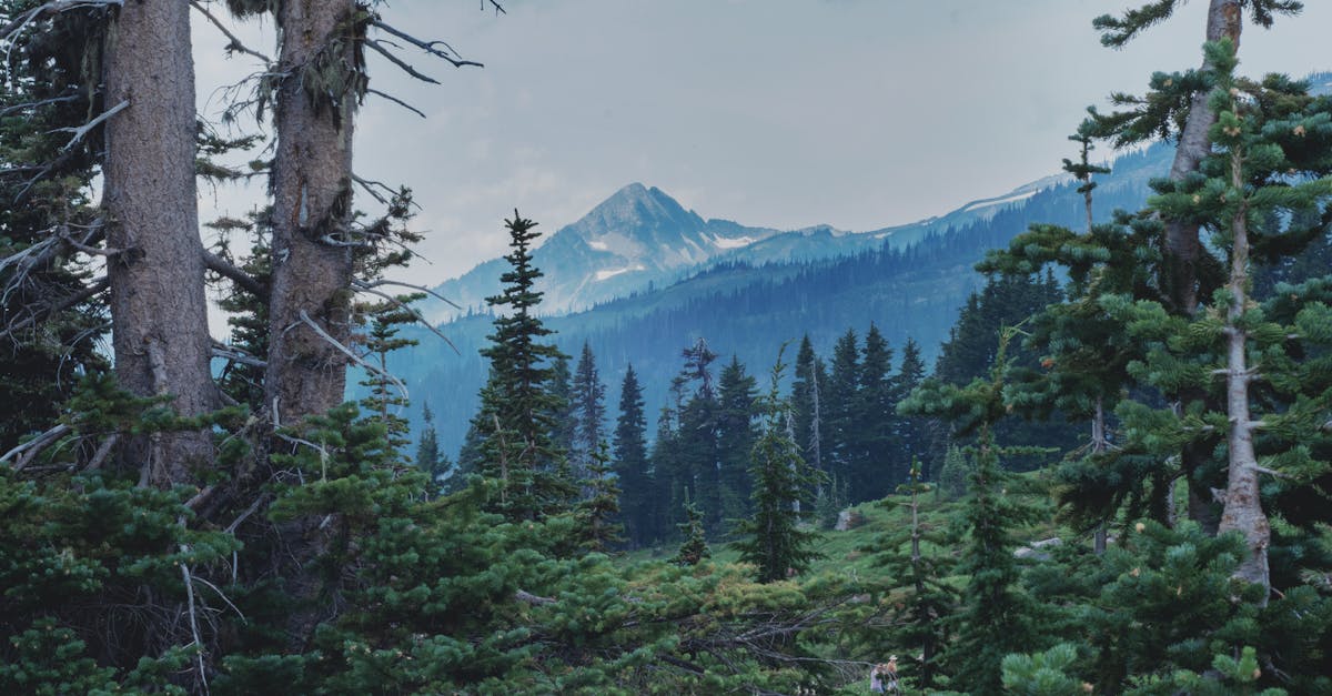 Your Complete Travel Guide to Olympia, Washington