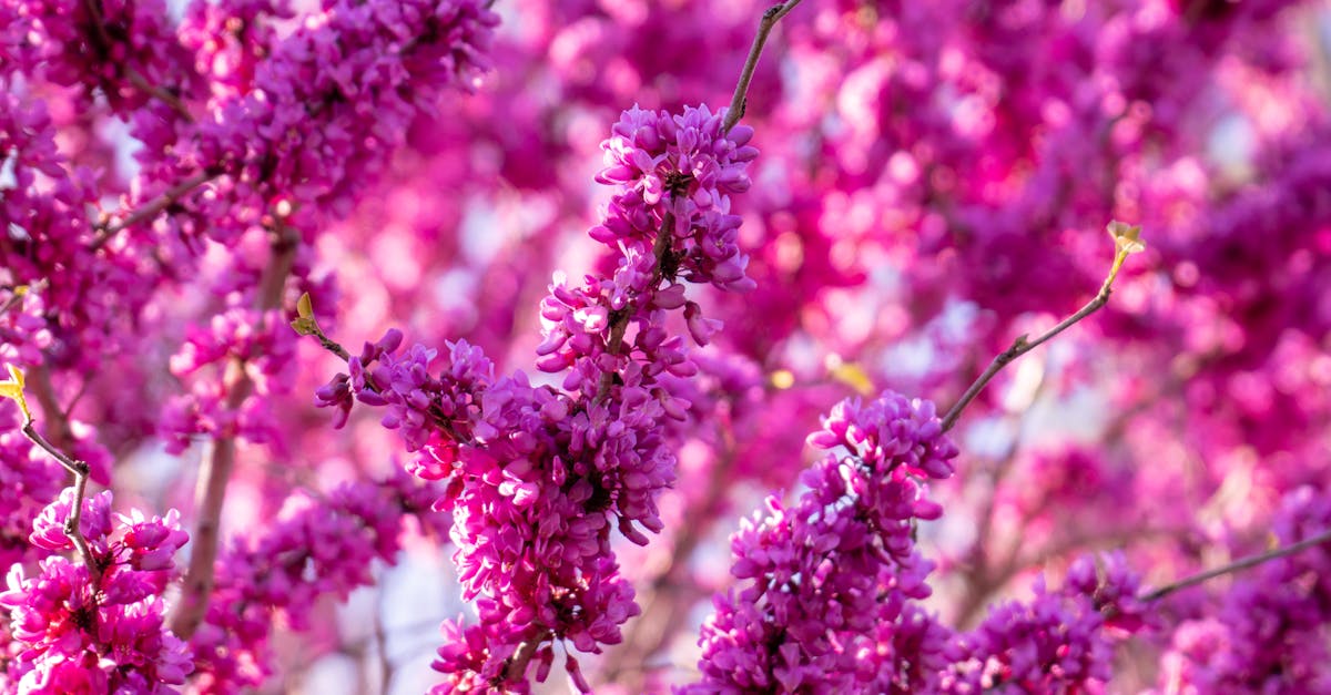 Top Things to Do in Richmond, Virginia
