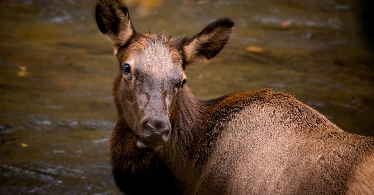 Your Complete Travel Guide to Shelbyville, Tennessee