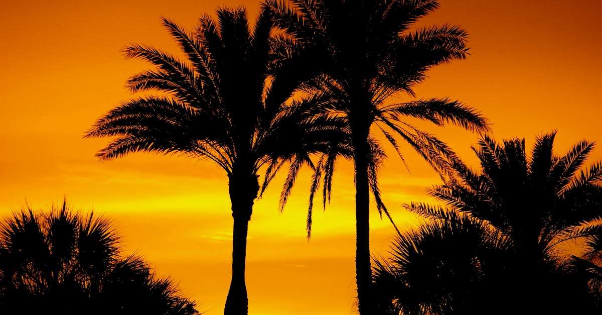 Your Complete Travel Guide to Siesta Key, Florida
