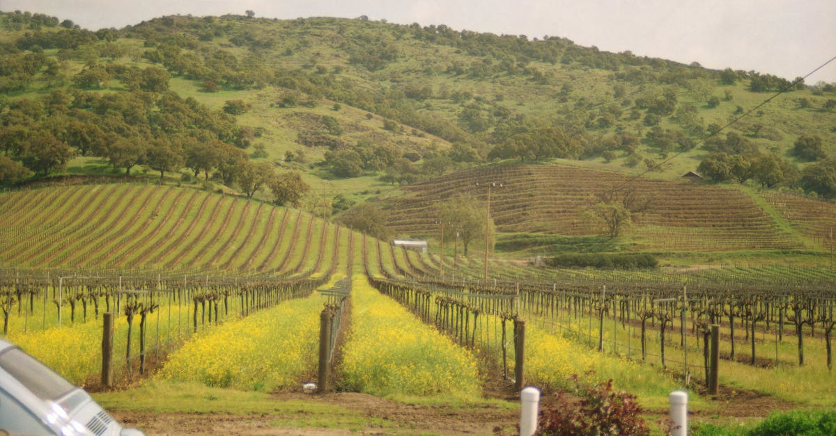 Top Things to Do in Sonoma, California