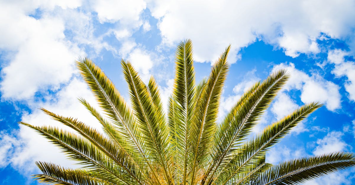 Your Complete Travel Guide to Tallahassee, Florida