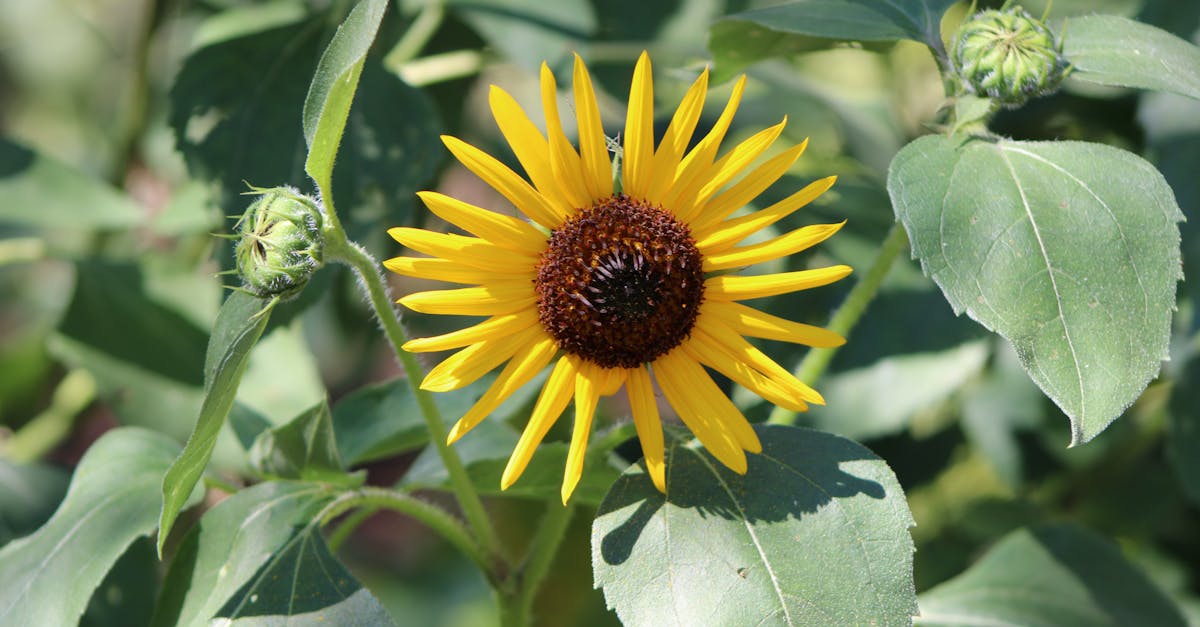 Your Complete Travel Guide to Yellow Springs, Ohio