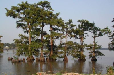 Unveiling the Magic of Lake Arthur, Louisiana: Louisiana’s Best-Kept Secret